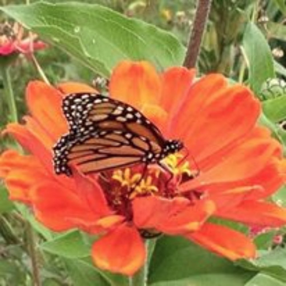 Meet your Posher, Sheryl